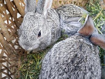 《模拟山羊3》Switch版现已推出 实体版11月发售